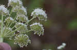 Hairy angelica